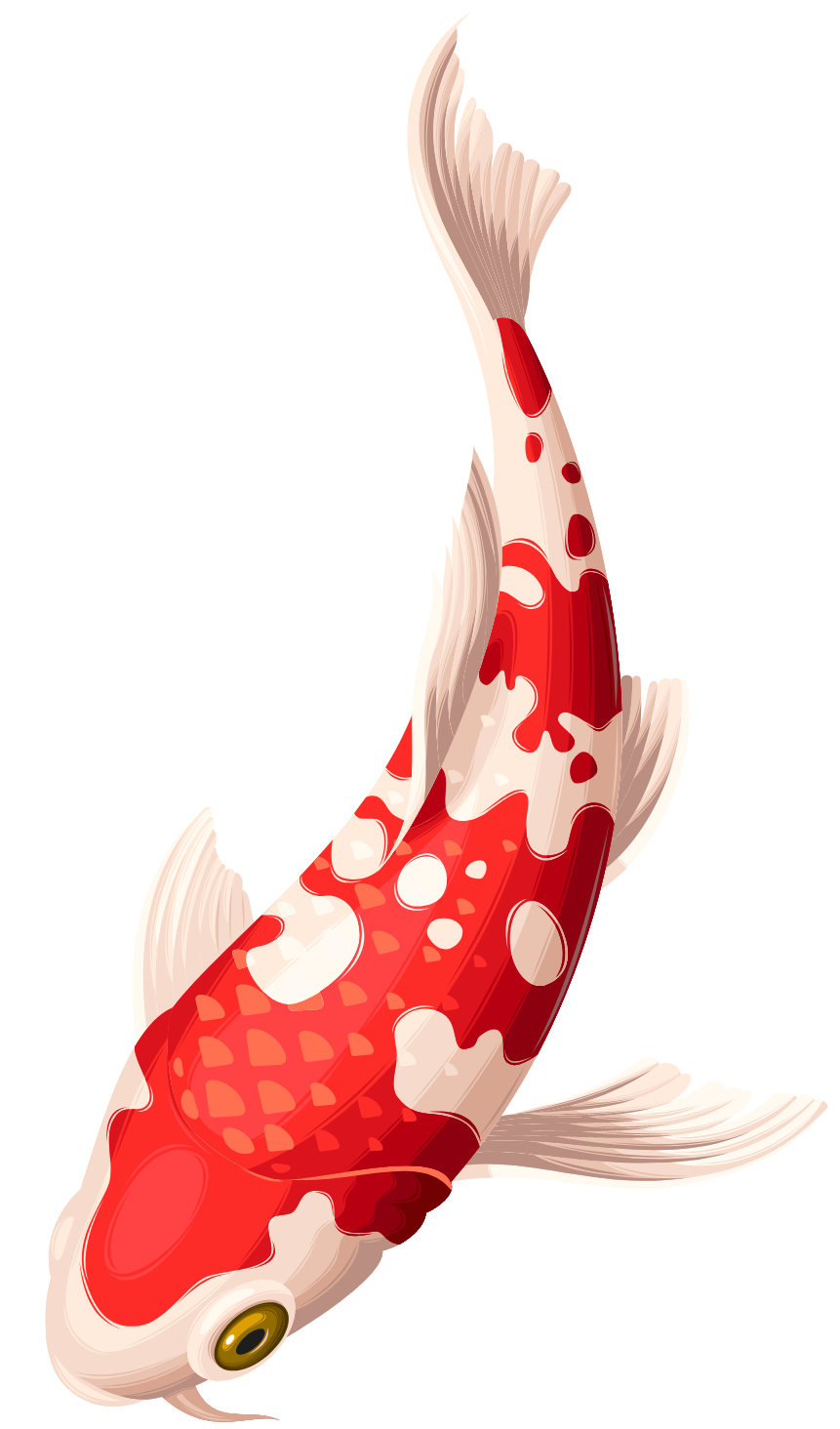Koi